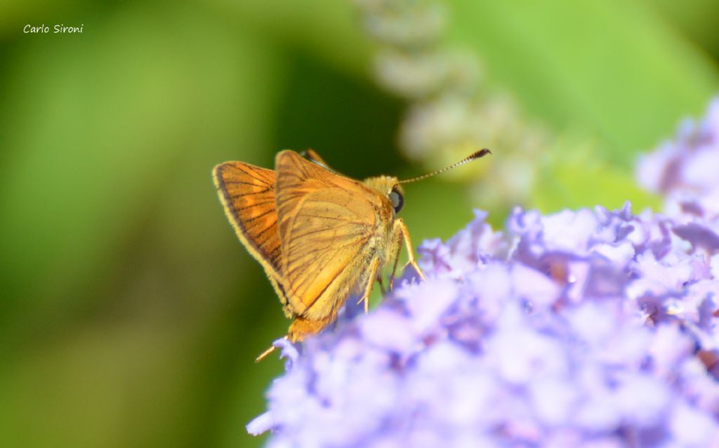 farfalla - Ochlodes sylvanus, Hesperiidae